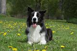 BORDER COLLIE 1024